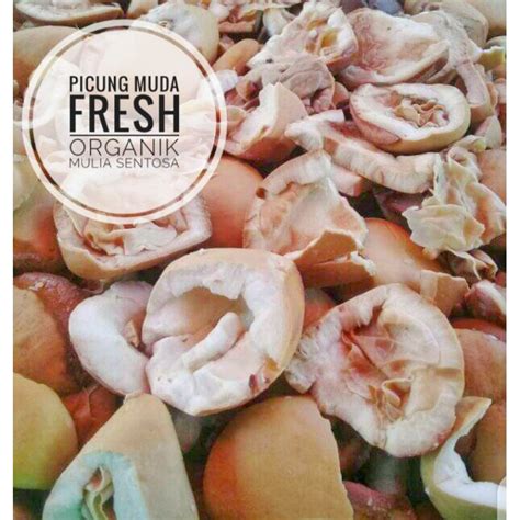 harga picung muda terbaru okt  biggo indonesia