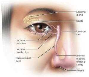 The Location and Function of the Lacrimal Glands – sightconnection