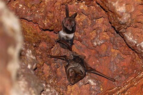 wroughtons  tailed bat