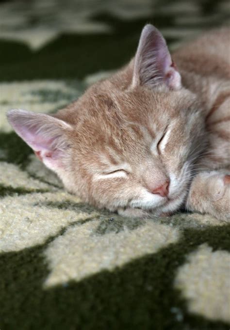 Cute kitten sleeping stock photo. Image of resting, mammal - 47402806