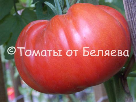 Томат Русский богатырь • Описание, Фото, ОТЗЫВЫ(28), Семена, Купить