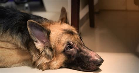 14 Symptoms of Cushing's Disease in Dogs | Great Pet Care