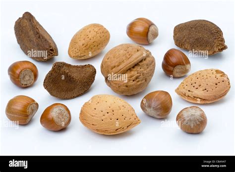 types  nuts  trees  paige katie blog