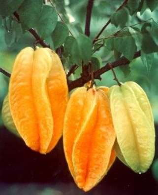 khasiat belimbing zona prasko