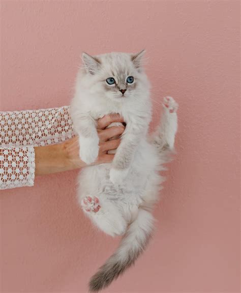 Pearl's Ragdolls