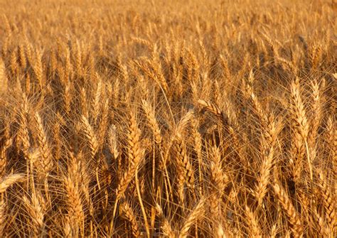 Durum Wheat Genome Sequenced | Genetics | Sci-News.com