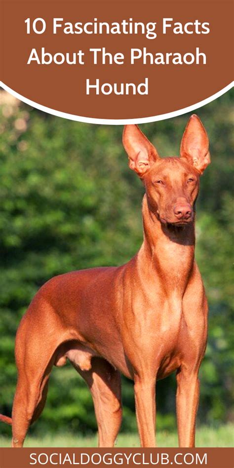 10 fascinating facts about the pharaoh hound – Artofit