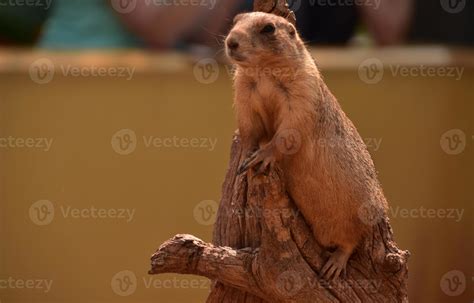 prairie dogs for pets 1