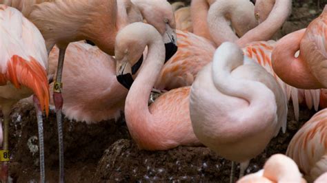 Chilean Flamingo - Zoo Atlanta