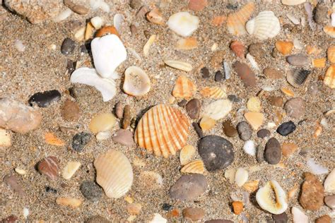 a close up of a bunch of shells and rocks on the sand 35756041 Stock