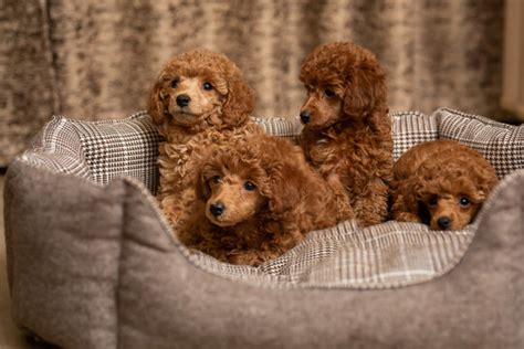 Chocolate Toy Poodle Puppies | Wow Blog