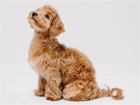 Do Maltipoos Have Seizures