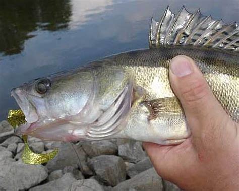 Отводной поводок на судака. Руководство. - читайте на Сatcher.fish
