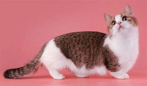 Манчкин – кошка с короткими лапками