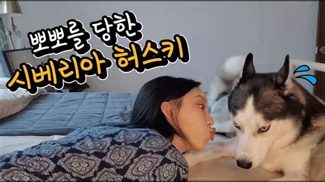 뽀뽀를 심하게 당한 시베리아 허스키 [시베리안허스키(Siberian husky,シベリアンハスキー), 시바견(Shibainu,柴犬 ...