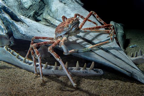 Japanese Spider Crab Invertebrates at Mason Hurley blog