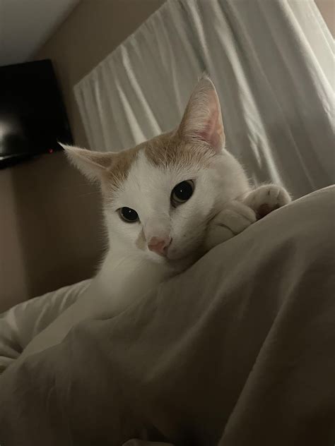 My Cat Had a Seizure : r/CATHELP