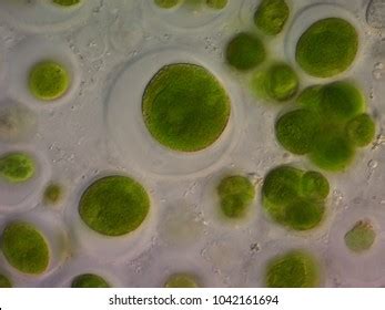 Unicellular Green Algae Large Cells Other Stock Photo (Edit Now) 1042161694
