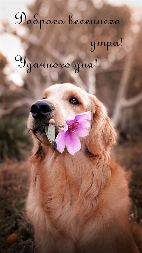 Картинки с надписью - Доброго весеннего утра! Удачного дня!.