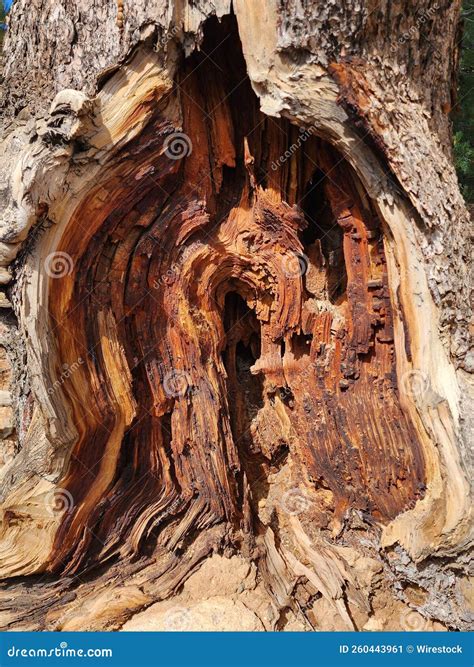 Beautiful Shot of a Texture of a Gnarled Tree Bark Stock Image - Image