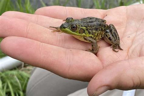 identifying frogs  guide  recognizing  species vital frog