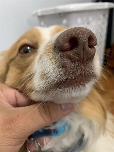 Small Black Lumps Growing on my Dog : r/dogs