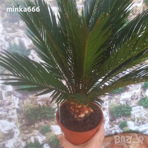 Палма Цикас. в Стайни растения в гр. Бургас - ID38367253 — Bazar.bg