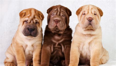 Chinese Shar-Pei Dog Breed Profile – Top Dog Tips