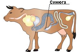 Синюга говяжья для производства колбасы, продажа, поставка на заводы