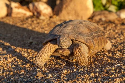 Zion National Park Wildlife | Animals of Zion [UPDATED] - Zion National ...