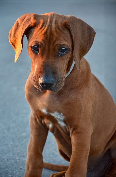 Rhodesian Ridgeback Puppy in 2022 | Rhodesian ridgeback puppies, Cute ...