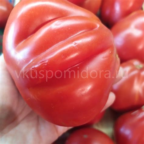 Купить семена томата сорт Красная груша Франчи