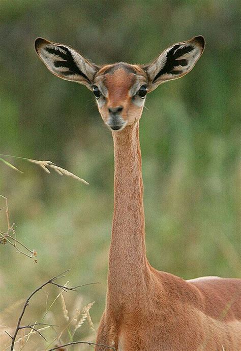 animals with long necks - Prodigious Account Photos