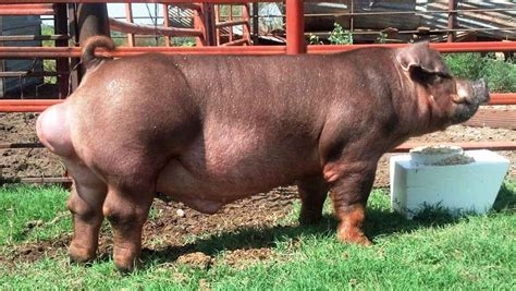 Duroc pig breed: description and characteristics, conditions of ...
