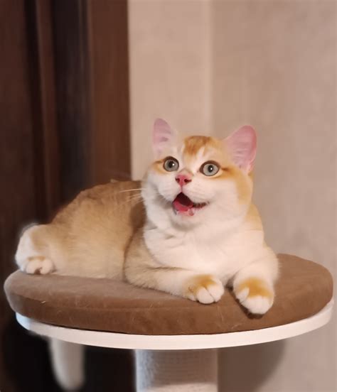 Питомник британских кошек Creambel