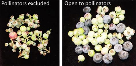 Invest in pollination for success with highbush blueberries - MSU Extension