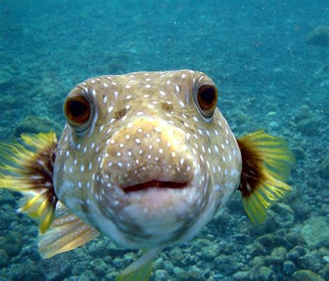 Facts about Amazing Puffer Fish - A Marine Wonder | HubPages