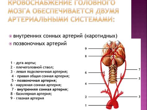 Кровоснабжение головного мозга. Ишемический инсульт - презентация онлайн