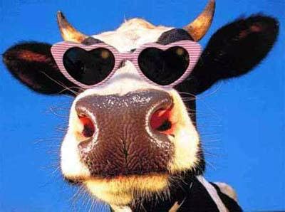 Facts and Weirds: WEIRD COW FACTS