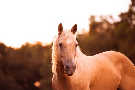 Chocolate Palomino Horse Genetics + Breeds & Pricing - Helpful Horse Hints