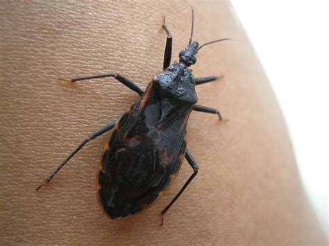 Triatoma - Wikiwand