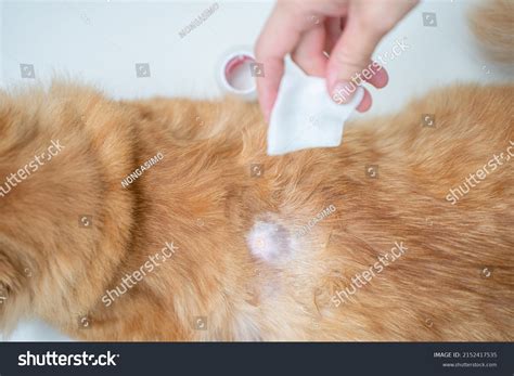 1,356 Feline Skin Treatment Images, Stock Photos & Vectors | Shutterstock