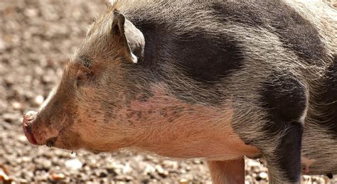 The Most Common Breeds of Pet Pigs (Explained in Detail)