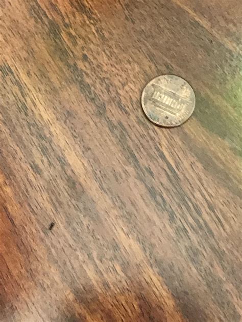 NorCal - Can’t get rid of odorous ants. Please help! : r/pestcontrol