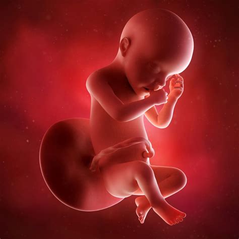 Posição Do Bebe Na Barriga Com 7 Meses De Gestação - Feto com 7 meses de gravidez
