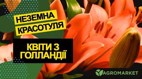 Луковицы цветов неземной красоты из Голландии [#тайнокод на скидку ...