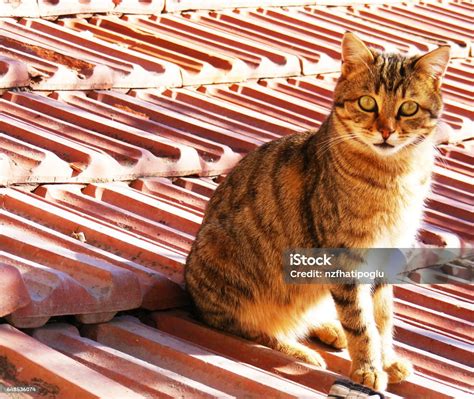 gambar kucing mata kucing gambar mata kucing  indah kucing lucu