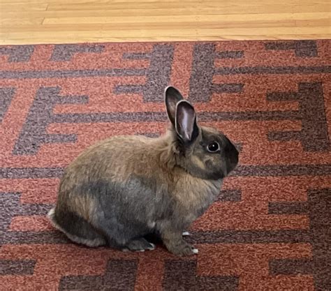 love  queen bunny rrabbits