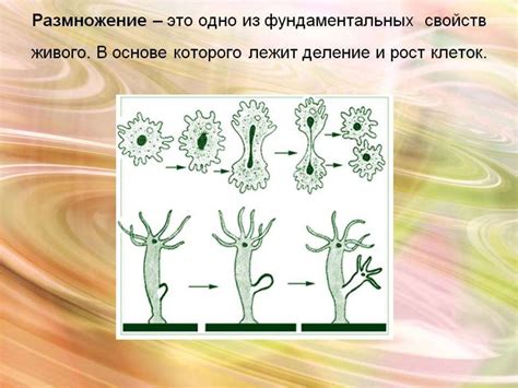 Бесполое размножение организмов - online presentation