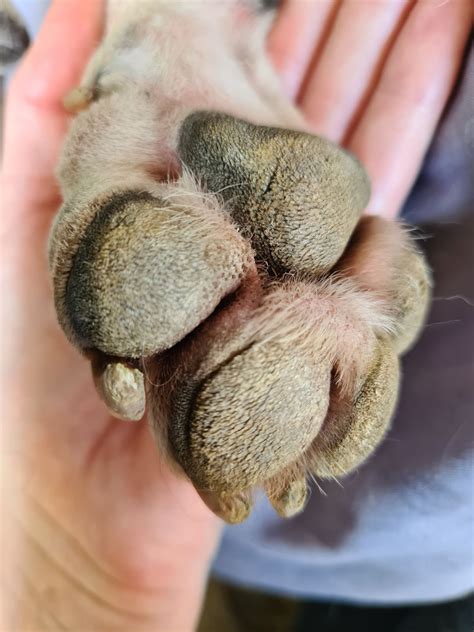 Your Guide To Preventing and Treating Cracked & Dry Paws On Dogs - PawSafe